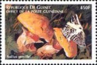 Suillus grevillei