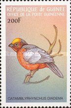 Plushcap (Catamblyrhynchus diadema)