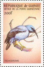 Purple Honeycreeper (Cyanerpes caeruleus)