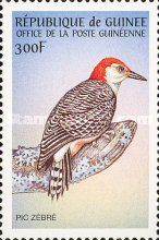 Red-bellied Woodpecker (Melanerpes carolinus)