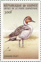 Northern Pintail (Anas acuta)