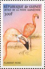 American Flamingo (Phoenicopterus ruber)