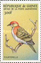 Superb Fruit Dove (Ptilinopus superbus)