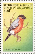 Eurasian Bullfinch (Pyrrhula pyrrhula)