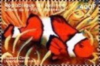 Amphiprion ocellaris