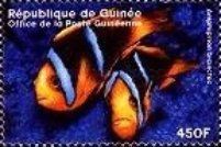 Amphiprion bicinctus