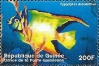Pygoplites diacanthus