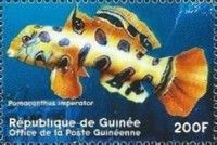 Synchiropus picturatus