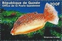 Canthigaster solandri