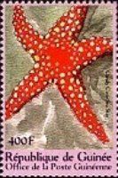 Ghardaqa Sea Star (Fromia ghardaqana)