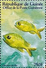 Chromis caeruleus