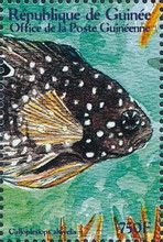 Callopiesiops altivelis