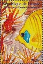 Chaetodon semilarvatus