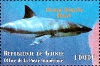 Carcharodon carcharias