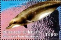 Baird's Beaked Whale (Berardius bairdii)