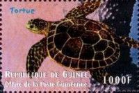 Chelonia mydas