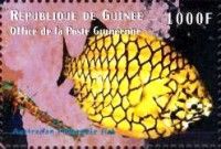 Cleidopus gloriamaris