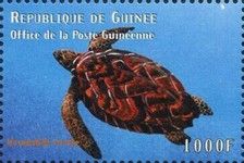 Eretmochelys imbricata
