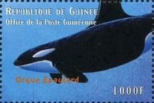 Killer Whale (Orcinus orca)