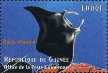 Manta birostris