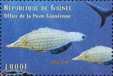 Harlequin Filefish (Oxymonacanthus longirostris)