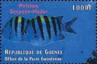 Abudefduf saxatilis