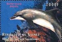 Common Bottlenose Dolphin (Tursiops truncatus)