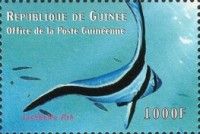 Equetus lanceolatus