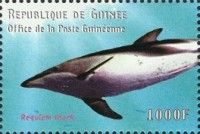 Rhincodon typus