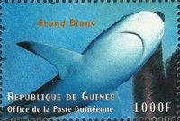 Great white shark