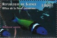 Thalassoma bifasciatum