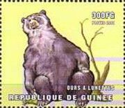 Spectacled bear (Tremarctos ornatus)