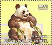 Giant panda (Ailuropoda melanoleuca)