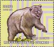 Grizzly bear (Ursus arctos horribilis)