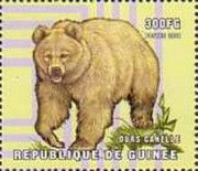 Cinnamon bear (Ursus americanus cinnamomum)