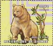 Syrian brown bear (Ursus arctos syriacus)