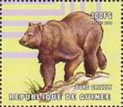 Grizzly bear (Ursus arctos horribilis)
