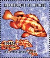Tiger rockfish (Sebastes nigrocinctus)
