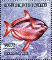 Moonfish (Lampris guttatus)