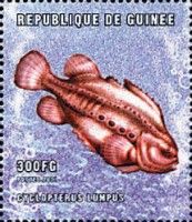 Lumpfish (Cyclopterus lumpus)