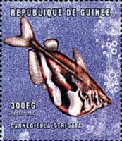 Marbled hatchetfish (Carnegiella strigata)