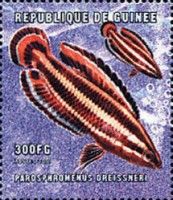 Licorice gourami (Parosphromenus deissneri)