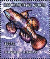Mandarinfish (Synchiropus splendidus)