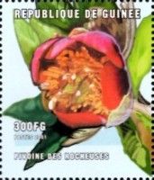 Paeonia sp.