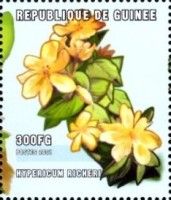 Hypericum richeri