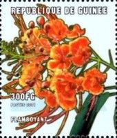 Delonix regia