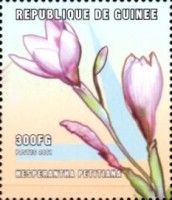 Hesperantha petitiana