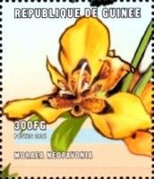 Moraea neopavonia