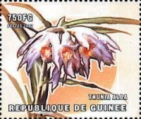 Thunia alba