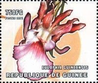 Eulophia guineensis